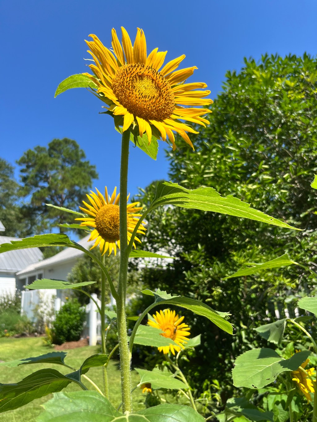 A Tale of Two&nbsp;Sunflowers