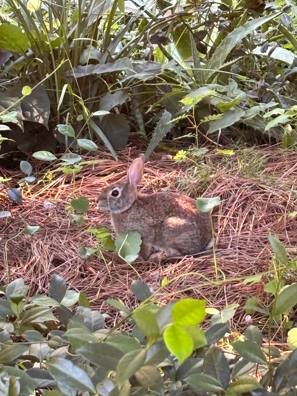 About Bunnies and&nbsp;Boundaries