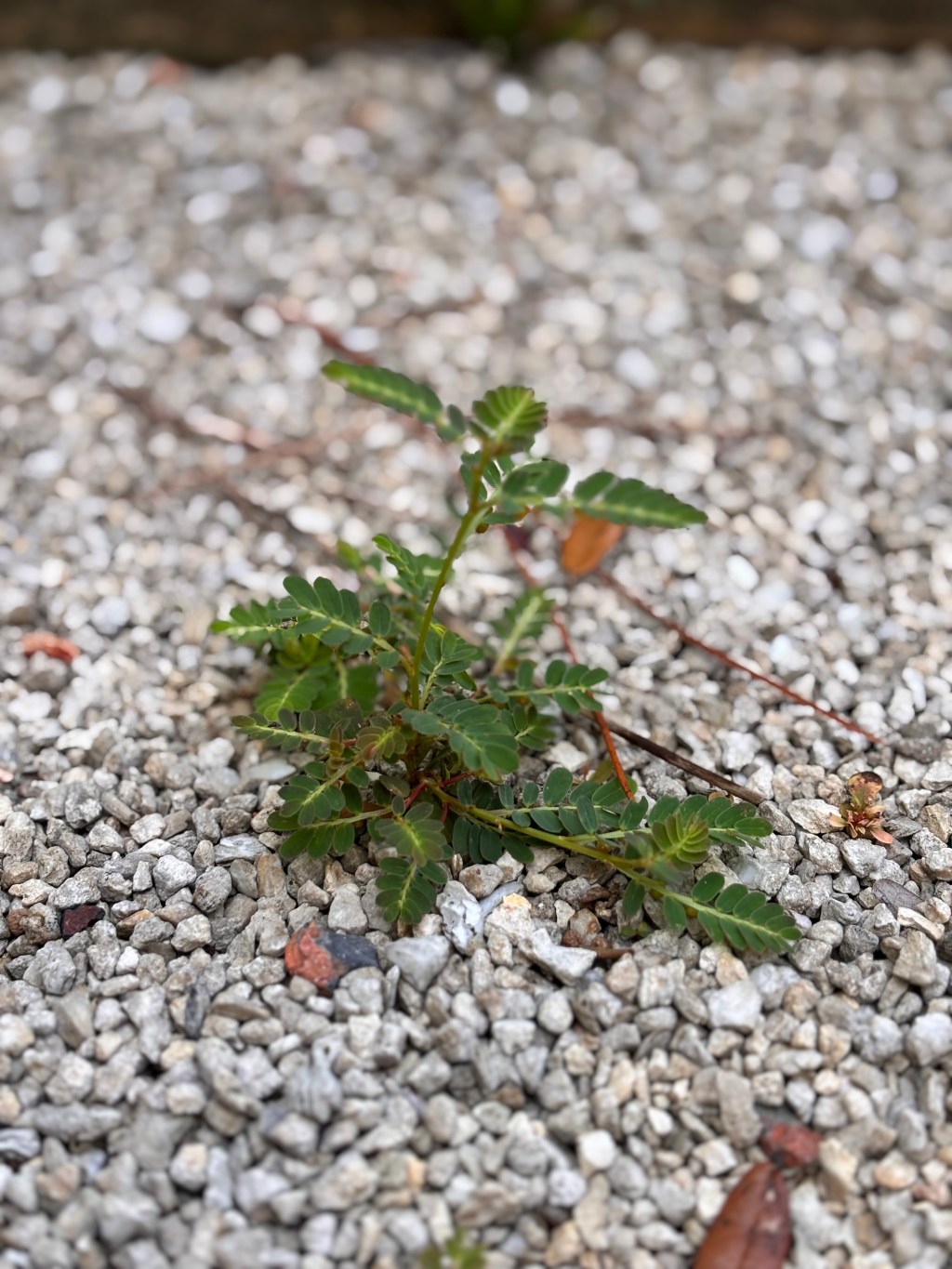 Every Weed, Everywhere, All the&nbsp;Time