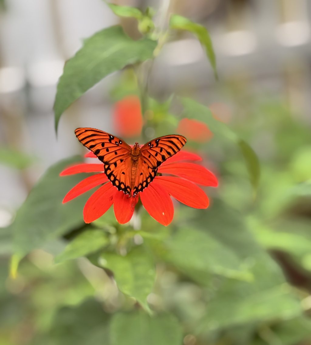 Deadheading – For&nbsp;Living