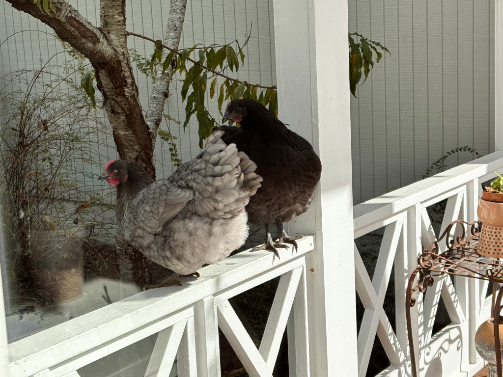 It’s Not About the&nbsp;Eggs