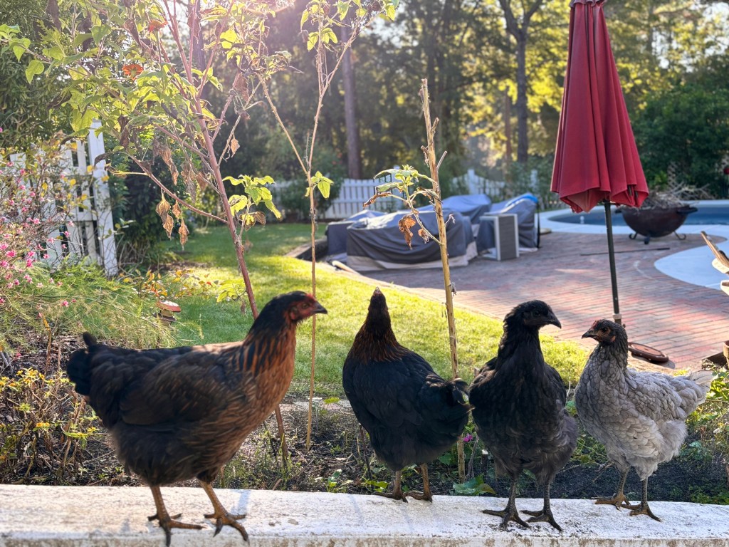 Why Walk When You Can&nbsp;Fly?