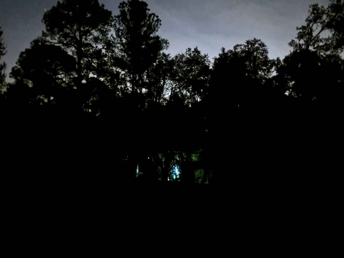 The Little Tree in the&nbsp;Woods