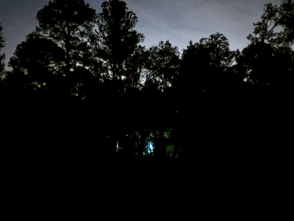 The Little Tree in the&nbsp;Woods