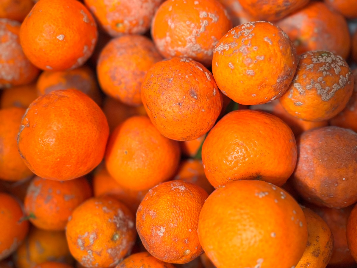 The Tree of&nbsp;Forgiveness