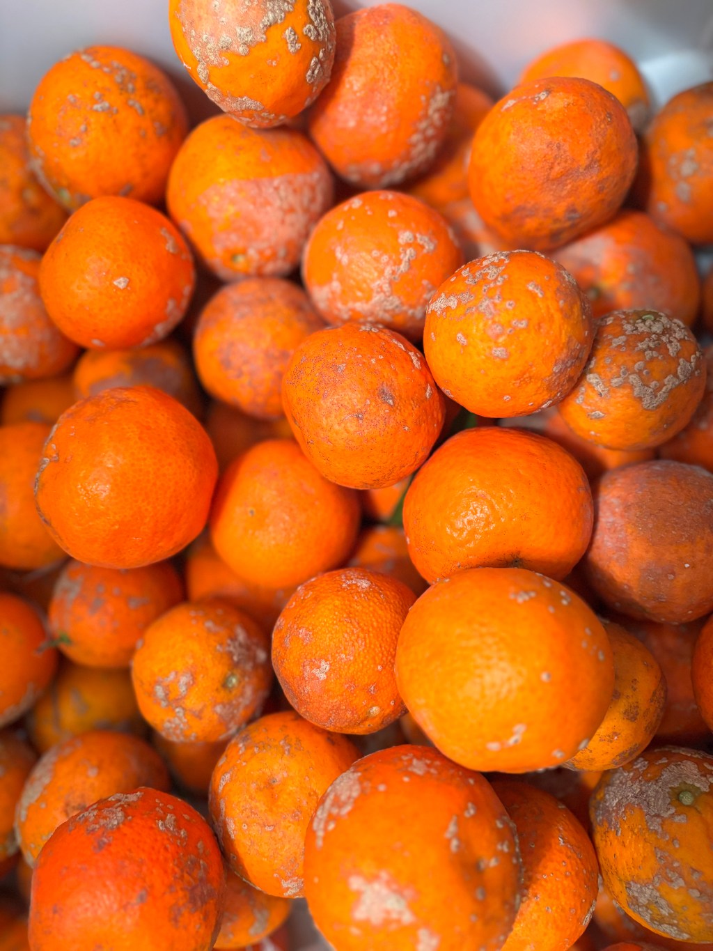 The Tree of&nbsp;Forgiveness