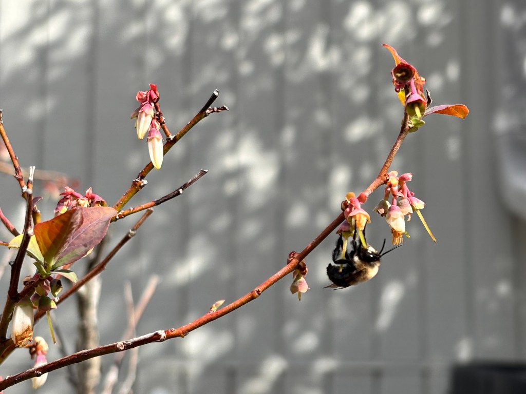 A bee sucks nectar from a blueberry blossom