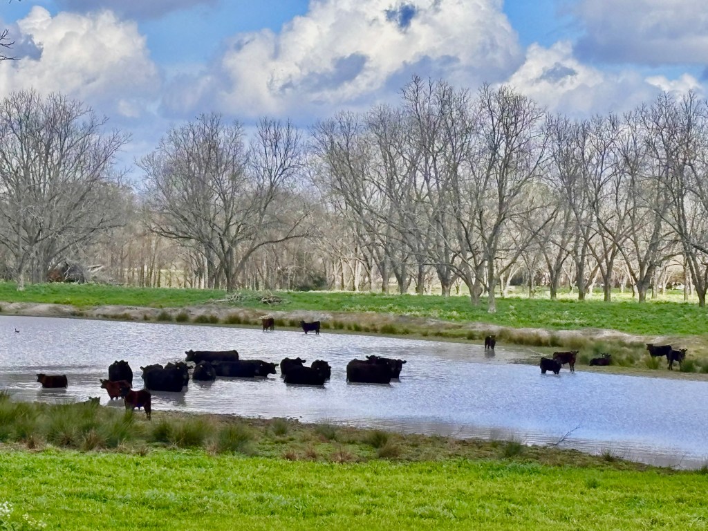 Large black cows standing in a pond