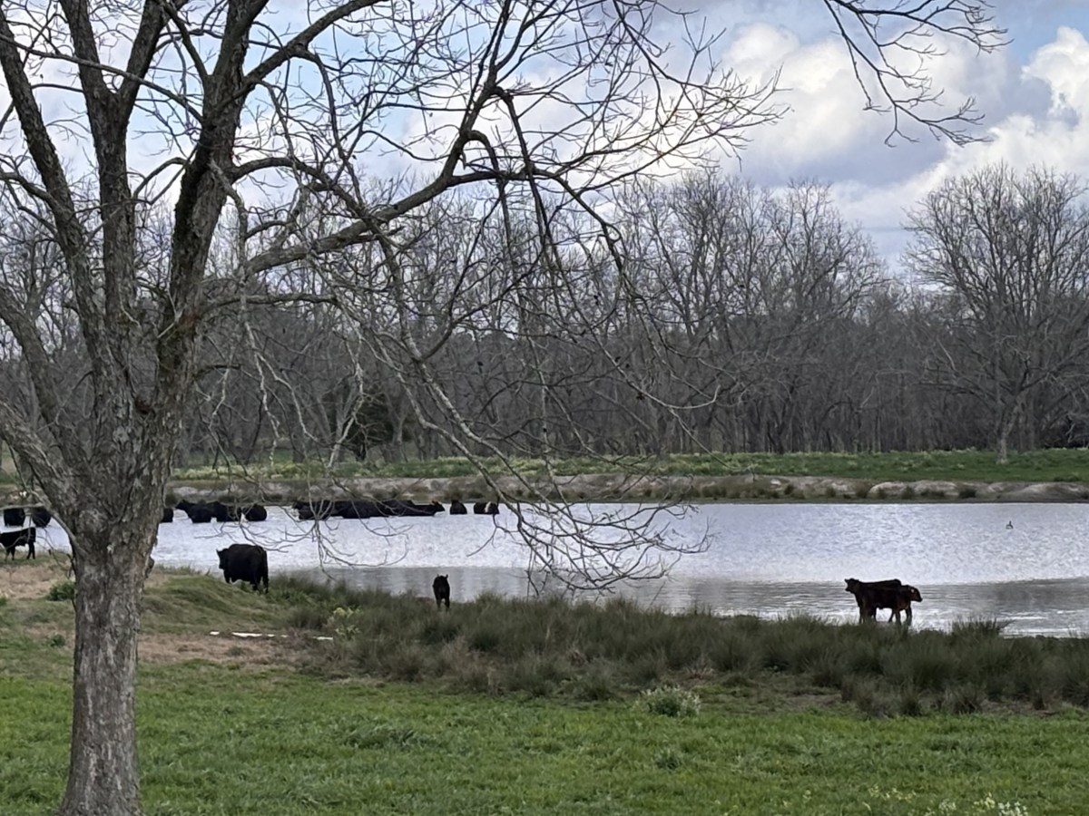 Cold-Plunging Cows