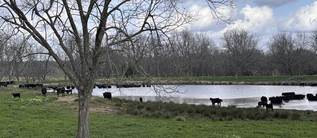 Cold-Plunging Cows