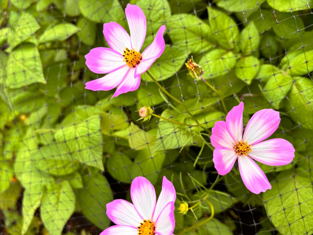 Afternoons with Sister&nbsp;Mercy