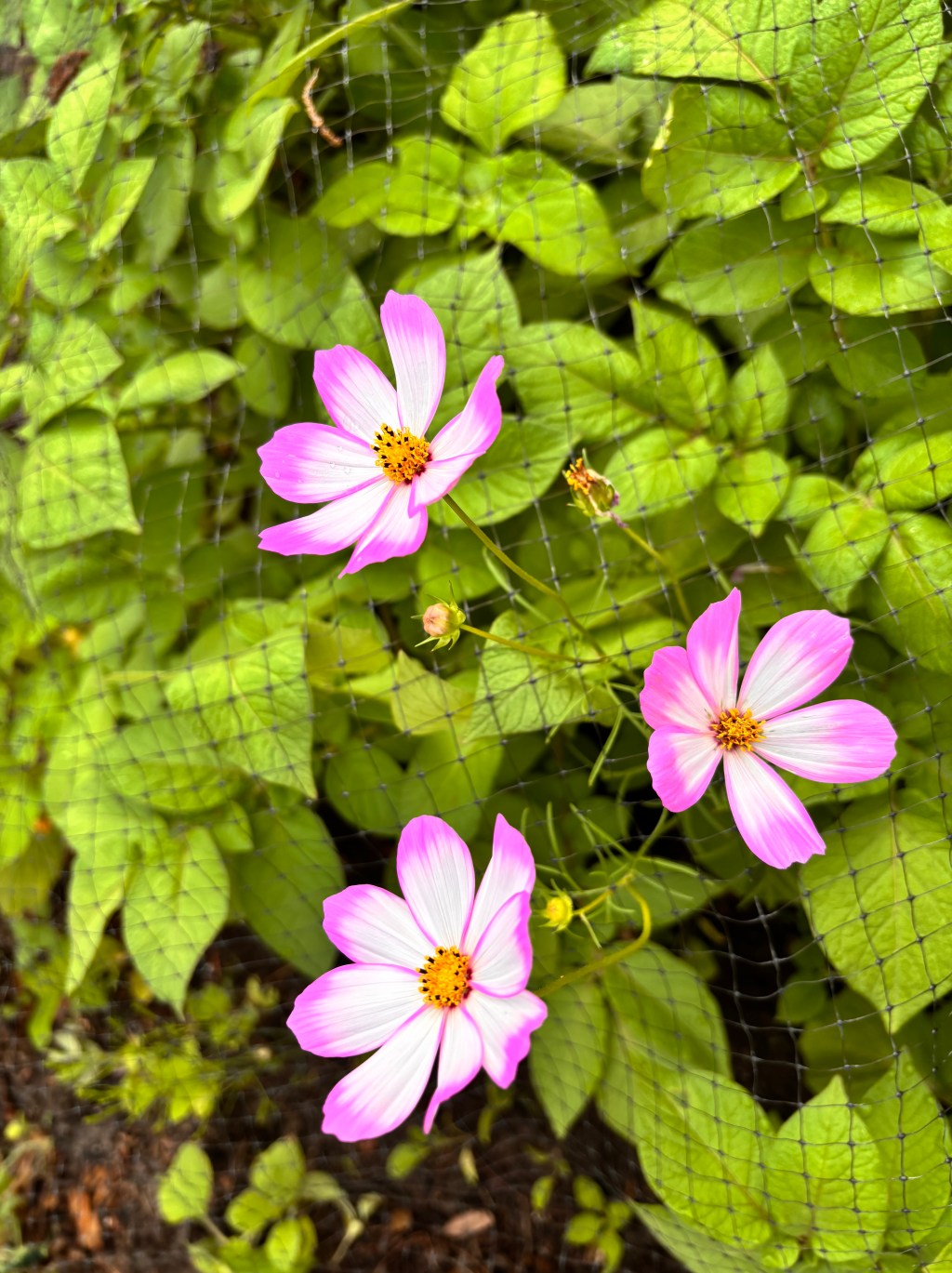 Afternoons with Sister Mercy