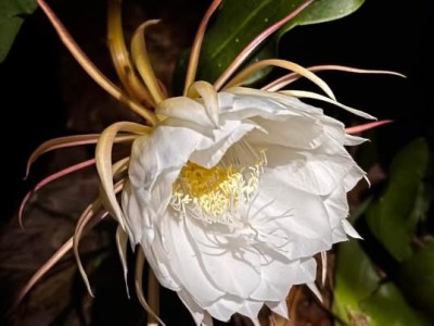 Queen of the&nbsp;Night