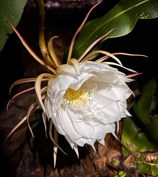 Queen of the&nbsp;Night