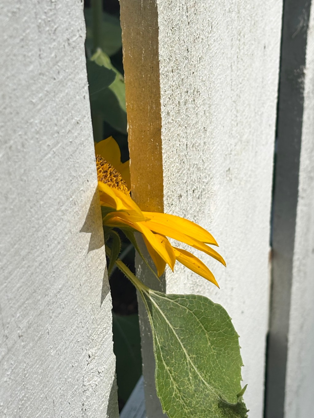 Keep on the Sunny Side